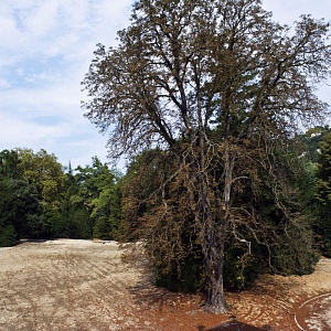 Cantieri Villa Olmo Como, Il parco storico di villa olmo durante la riqualificazione
